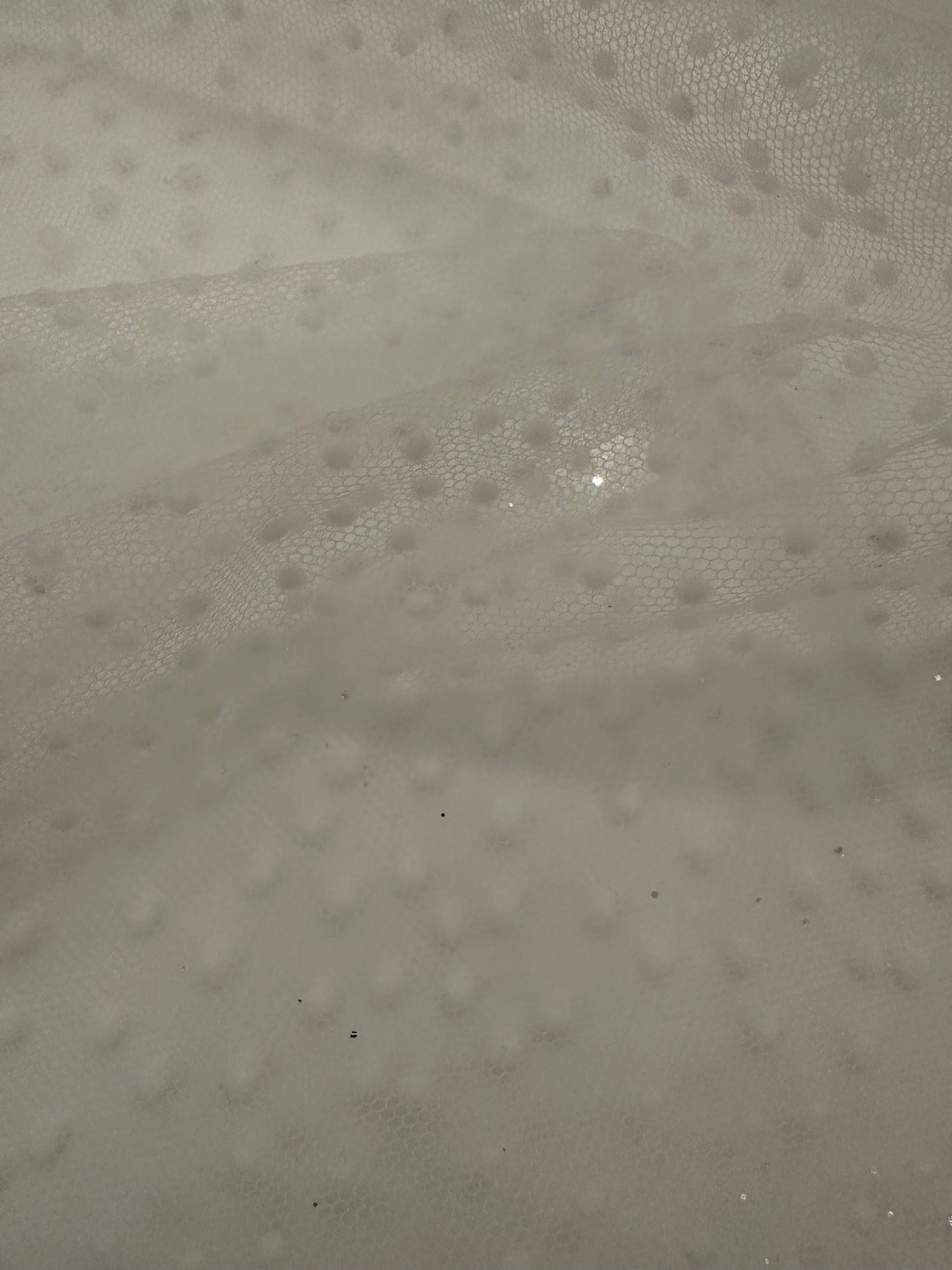 Tulle floqué ivoire - Synergy