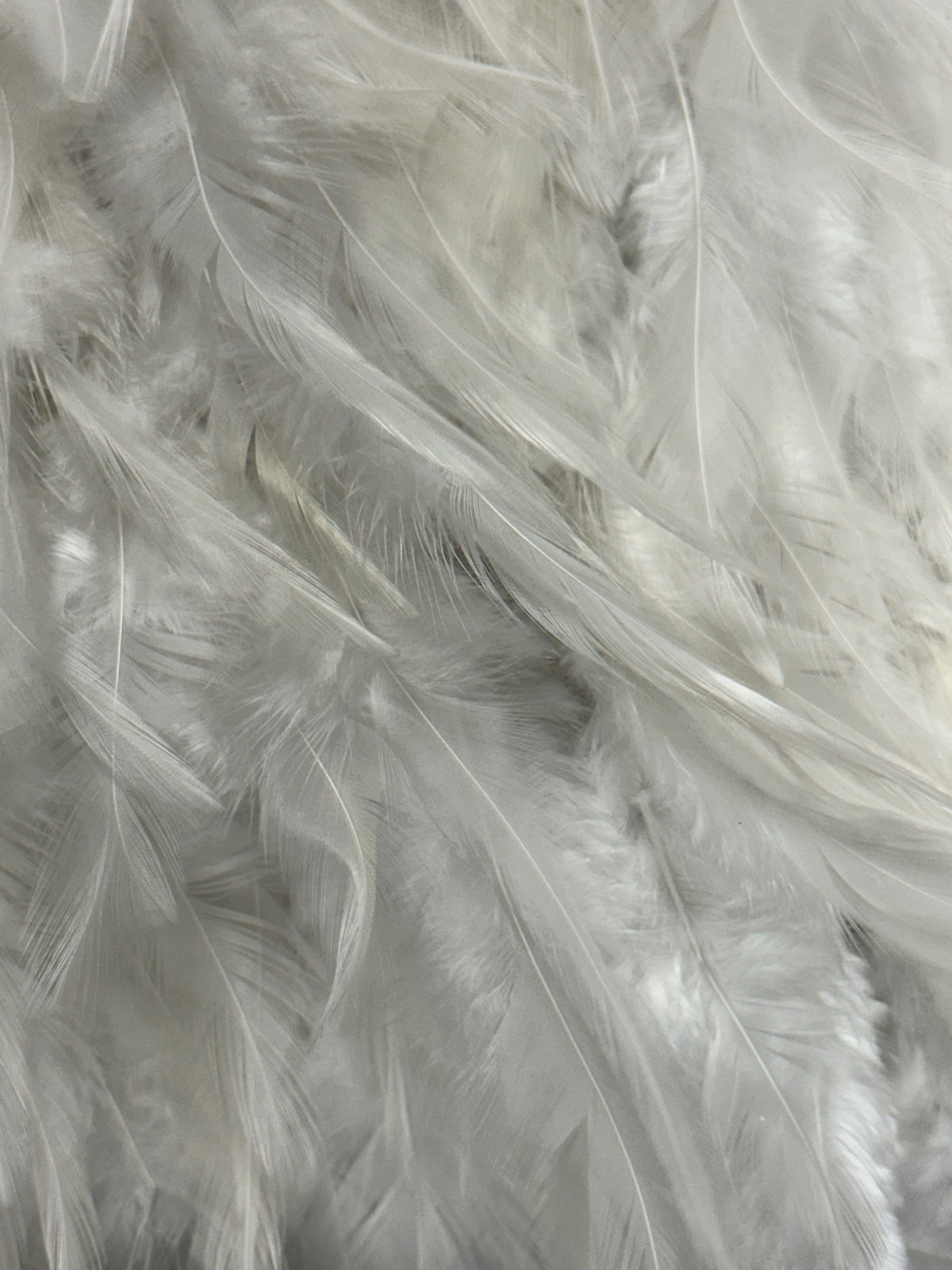 Tulle orné de plumes ivoire - Plume (CF)